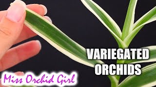 About variegated Orchids - Are they virused?