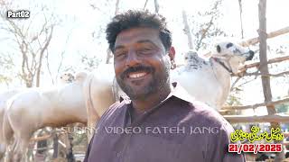 Today Domail Mandi Fatehjang Rate’s update21-Feb2025-Part02Sunny Video Fateh Jang Cow Mandi 2025