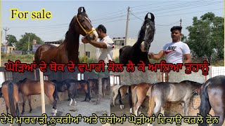 Spotless Nukri,Marwadi and Chambi Mares For Sale ਘੋੜਿਆਂ ਦੇ ਥੋਕ ਦੇ ਵਪਾਰੀ ਕੋਲ ਘੋੜੀਆਂ ਂ #beanttulewal