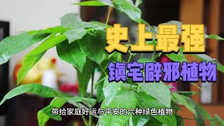 镇宅辟邪的 6 种绿色植物，为全家带来好运与平安，赶紧养一盆