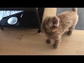 Poodle BARKING | Teddy Bungoo