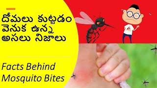 దోమలు  కుట్టడం వెనుక  ఉన్న అసలు  నిజాలు !  / Facts behind Mosquito bites