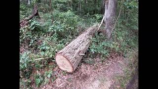 Kubota b1700 compact tractor vs White oak log