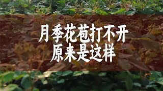 【惠惠的花园】你养的月季老是爱消苞，花苞打不开，花苞还没有打开就烂了。通常是这几个原因造成的，看看你中招了没？