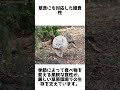 草原の小さな冒険者！コサックギツネの魅力と知られざる雑学 1分雑学 動物雑学 shorts キツネ コサックギツネ