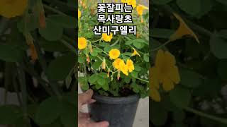 #은혜화훼판매장 #목사랑초 산미구엘리