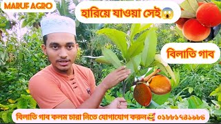 হারিয়ে যাওয়া সেই বিলাতি গাব 😱😱/ বিলাতি গাব গাছ কিনুন😍// Bilati gub fruit in Bangla #01881741984