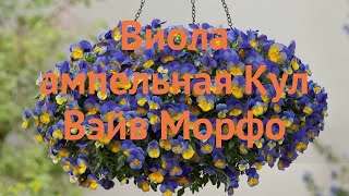 Виола ампельная Морфо (viola cool wave morpho) 🌿 виола Морфо обзор: как сажать семена виолы Морфо