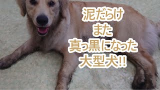 また泥だらけになってしまった大型犬！ゴールデンレトリバーティト