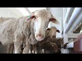 Live sheep export ban not based on ‘credible’ scientific data: National Farmers’ Federation