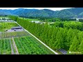 【ドローン空撮 4k映像 】2022.05 滋賀県マキノの メタセコイヤ並木 新緑編　＜空撮ドローン：dji社 mavic3＞