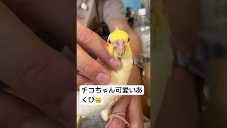 #オカメインコ雛のあくび🐤 #music