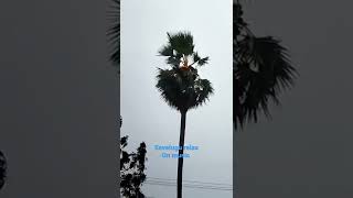 Palm Tree Catches Fire With Thunderstorm In warangal