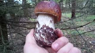 The king of mushrooms🍄 Boletus Porcini