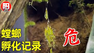 螳螂孵化记录：刚出生，就成为了别人的美餐！螳螂诞生全过程 | 小阳的昆虫世界