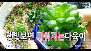 햇빛없이도잘크는★옵튜사★다육이 분갈이(옵튜사와천대전송합식)