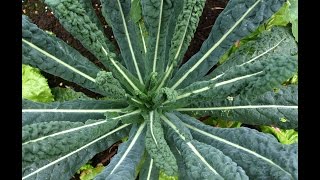 HOW TO  GROW CAVOLO NERO