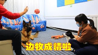 German Shepherd did not want to learn, nor did he let him learn