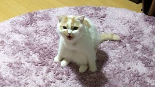 座り方を笑われてぶち切れる愛猫