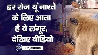 Rajasthan : हर रोज नाश्ता करने आता है ये लंगूर, जानिए क्या है इसका फेवरेट फूड ?