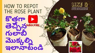 గులాబీ మొక్కల్ని ఇలా మట్టి కలిపి నాటండి#🥀How to Repot the New Rose plants# Soil mix for Rose plants🥀