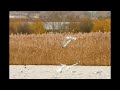 adult caspian gull