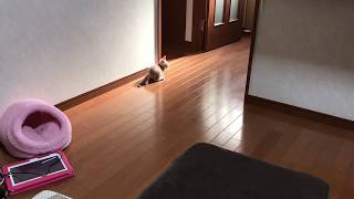 待ち伏せする子猫ひのきと息子の癒しの光景