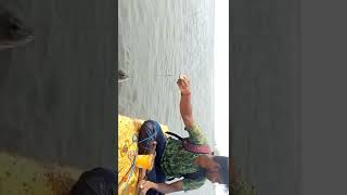 😱பெரிய 😱பெண் ஜிலேபி  🐟மீன் 🐟 மாட்டும் 🎣 காட்சி #fishing #shorts