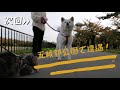 【猫旅】大沼の紅葉を堪能！大沼国定公園で紅葉猫散歩からの、猫と一緒に乗れる函館七飯ゴンドラ【freed 】