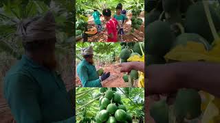 Papaya നടുന്ന ശരിയായ രീതി  വലിയ തോട്ടങ്ങളിലൊക്കെ ഇങ്ങനെയാണ് പപ്പായ നടുന്നത് Red lady papaya ❤️😍😍😍😍