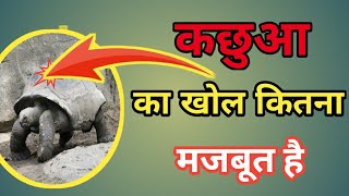 कछुआ का खोल कितना मजबूत होता है कछुए के बारे में रोचक तथ्य||