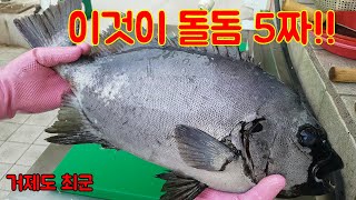 자연산 5짜 돌돔 회뜨기!!