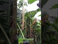 Pruning the banana tree for storm protection