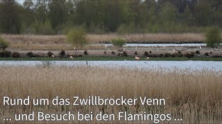 Rund um das Zwillbrocker Venn - und Besuch bei den Flamingos