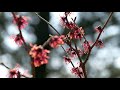 里山散歩　春のいざない　津久井湖城山公園～ほたるの里　　2018・2・19 4k