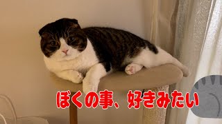 【親子猫】猫より飽きっぽいなんてあり？弄ばれた親子猫！！【スコティッシュフォールド】