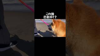 【笑撃映像？】七ヶ浜で波遊び #shorts