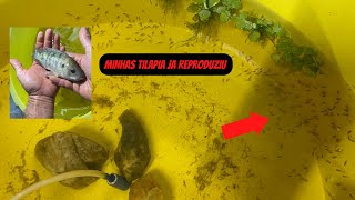 TILAPIA DE 4 MESES JA REPRODUZIU😱😱 NASCERAM MILHARES DE LARVAS #aquaponia #tilapia #peixe #pesca