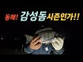 원투낚시 동해 감성돔낚시 가을시즌인가? 양양 감성돔 이곳 저곳에서 막 나오네 ~~ Korean Surf Fishing