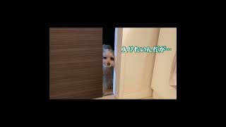 甘えん坊すぎてストーカーみたいな犬 #shorts