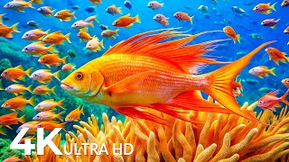 Marvel at Sea Animal in The Best 4K ULTRAHD Aquarium, Dive Into The Mesmerizing Underwater Realm #10