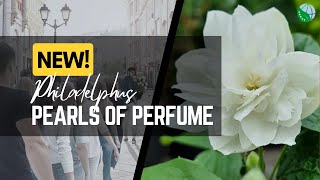 New: Philadelphus Pearls of Perfume