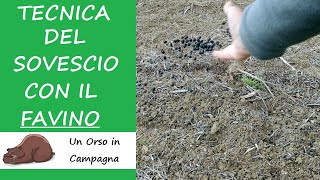 Tecnica del sovescio con il FAVINO! Azoto naturale per il terreno!