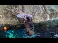 Sea Otters Playing Basketball Is A Clam Dunk