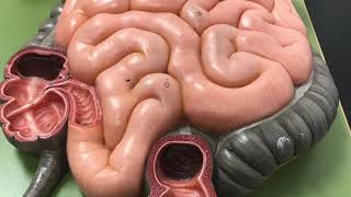 CCC Online Biology Lab - Digestive system model labeled and unlabeled.