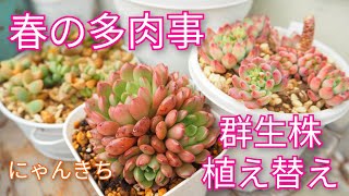 【多肉植物】春の多肉事✨群生株の植え替え😺