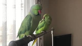 ワカケホンセイインコの大吉君(手前)とゴンちゃん(奥)、まったり中😊 結婚できるかなあ〜😍