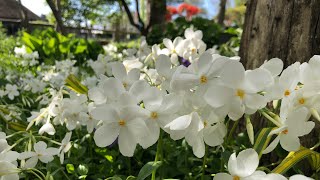 Risoukyo Garden | Misawa AB | Towada, Japan