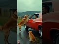 animals warning signals to humans. 🐕 rescue​ animals​ dog​ doglover trending