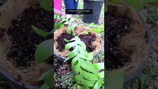 Planting a Fern Leaf Cactus #shorts